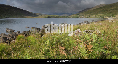 Sonnenaufgang über dem Llynnau Mymbyr, Snowdonia, Aufleuchten der Bracken und Wildblumen. Stockfoto