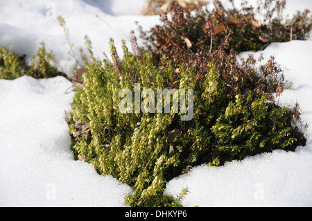 Heather Stockfoto