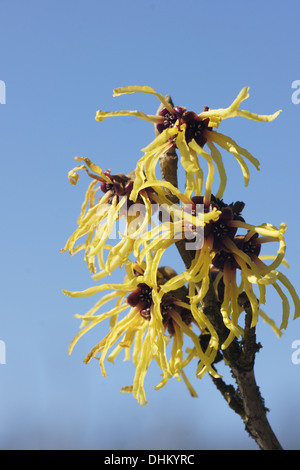 Witchhazel Stockfoto