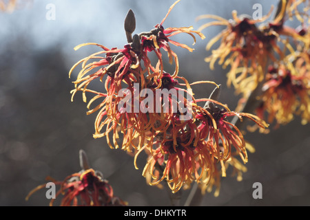 Witchhazel Stockfoto