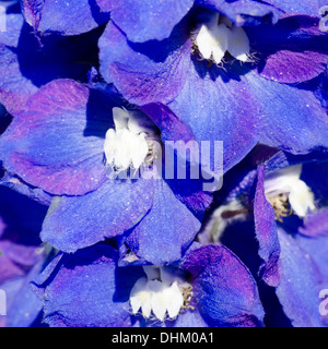 abstrakte violetten Blüten auf Feld Stockfoto