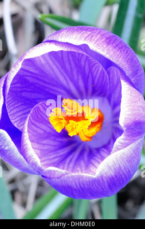 Bunte Feder mit der Krokus Stockfoto