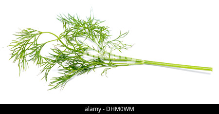 grünen dill Stockfoto