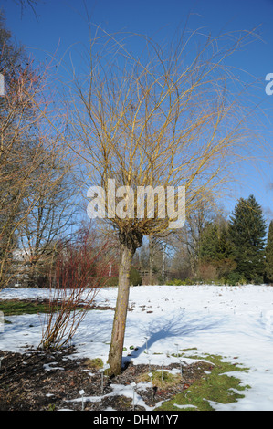 Silber-Weide Stockfoto