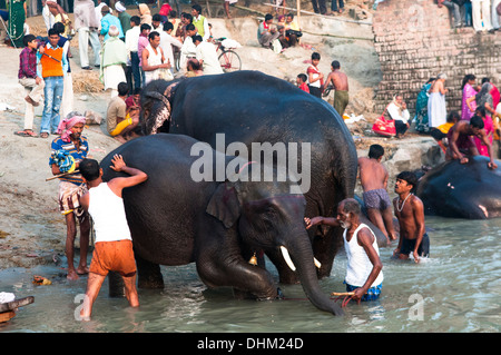 Elefanten immer ein Bad im Fluss Gandak während der jährlichen Sonepur Mela in Bihar. Stockfoto