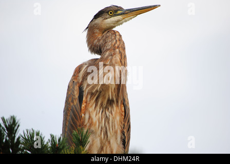 Das Blue Heron, Profile an der Spitze einer Tanne, Größe zum Ausdruck zu bringen. Stockfoto