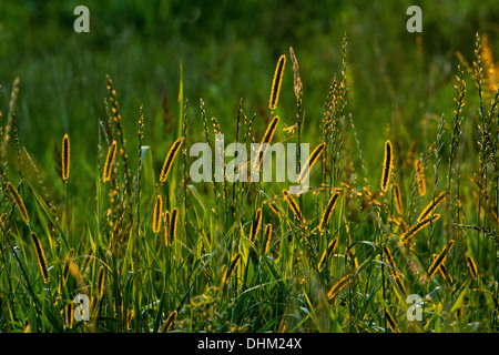 Hinterleuchtete Meadow foxtail Stockfoto