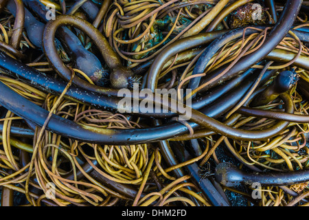 Gewirr von Bull Kelp, Nereocystis Luetkeana, am steinigen Strand von Laguna Punkt im MacKerricher State Park, Fort Bragg, Kalifornien Stockfoto