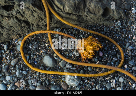 Gewirr von Bull Kelp, Nereocystis Luetkeana, am steinigen Strand von Laguna Punkt im MacKerricher State Park, Fort Bragg, Kalifornien Stockfoto