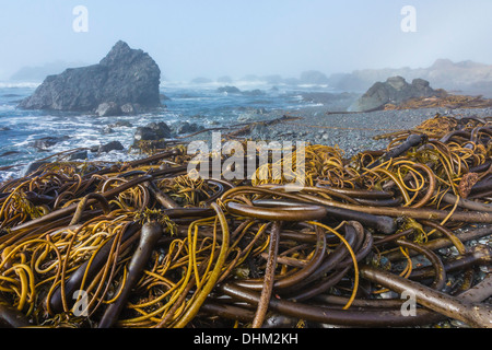 Gewirr von Bull Kelp, Nereocystis Luetkeana, am steinigen Strand von Laguna Punkt im MacKerricher State Park, Fort Bragg, Kalifornien Stockfoto