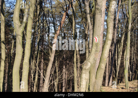 Trail loderte in Wald Stockfoto