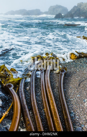 Gewirr von Bull Kelp, Nereocystis Luetkeana, am steinigen Strand von Laguna Punkt im MacKerricher State Park, Fort Bragg, Kalifornien Stockfoto