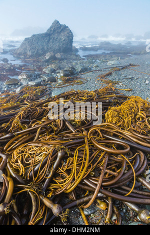 Gewirr von Bull Kelp, Nereocystis Luetkeana, am steinigen Strand von Laguna Punkt im MacKerricher State Park, Fort Bragg, Kalifornien Stockfoto