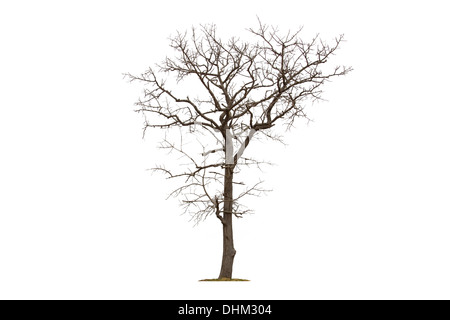 Toter Baum mit weißen Hintergrund isoliert Stockfoto