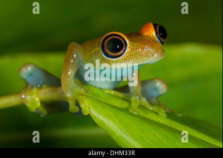 Frosch, Boophis Viridis, Spezialreservat Analamazaotra, Andasibe-Mantadia Nationalpark, Madagaskar Stockfoto