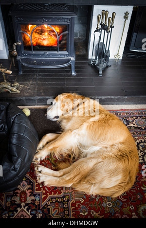 Golden Retriever Hund schlafend auf Herd vor einem Holz Feuer anmelden UKn Stockfoto