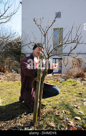 Schwarze Johannisbeeren Ausdünnen Stockfoto