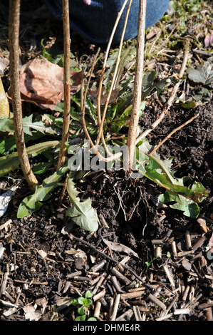 Johannisbeeren Stockfoto