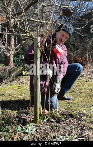 Beschneiden von schwarzen Johannisbeeren Stockfoto