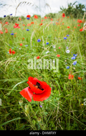 Wilde rote Mohnblume auf Wiese von wilden Blumen in Frankreich Stockfoto