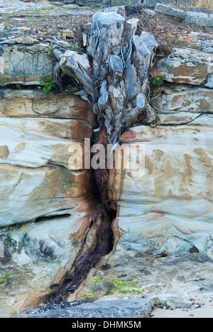 Bleibt ein Baum wächst in den Ritzen der Sandsteinfelsen am Hafenstrand in Sydney, Australien Stockfoto
