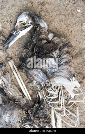 Foto von einer verfallenden Vogel am Strand Stockfoto