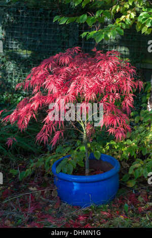 Acer Strauch mit scharlachroten Herbstlaub verlässt Stockfoto