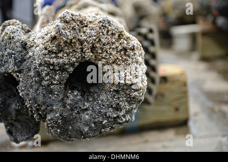 Eine Nahaufnahme von einem Barnacle bedeckt Kanonen erholt aus dem Wrack der Rache der Königin Anne 28. Oktober 2013 in Beaufort Inlet, NC. Rache der Königin Anne war das Schiff des Piraten Edward Teach, besser bekannt als Blackbeard. Stockfoto