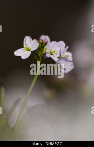 Eine zarte lady's Kittel oder Kuckuck Blume UK Stockfoto