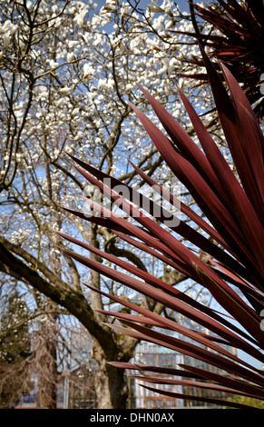 Blätter von einem roten Kohlpalme (Cordyline Australis) vor eine blühende Magnolie Korbus im Botanischen Garten in Leiden Stockfoto