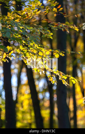 Hinterleuchtete Buche Blätter im Herbst an der Buchenwälder Cambridge, UK Stockfoto