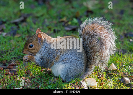 Graue Eichhörnchen hautnah auf dem Boden, Essen Stockfoto