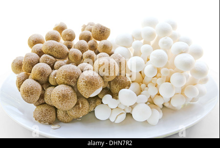 Nahaufnahme von einem Sortiment von Pilzen Stockfoto