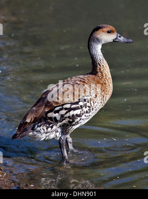 Kubanische oder West Indian Whistling Duck (Dendrocygna Arborea) Stockfoto