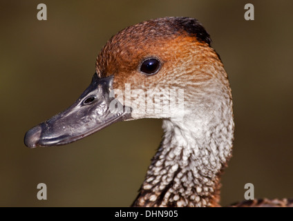 Kubanische oder West Indian Whistling Duck (Dendrocygna Arborea) Stockfoto