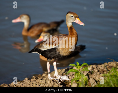 Rot-Billed Pfeifen Ente (Dendrocygna Autumnalis) auch bekannt als Black-Bellied-Pfeifen-Ente Stockfoto