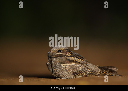 Ziegenmelker (Caprimulgus Europaeus) auf dem Boden. Europa Stockfoto