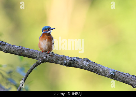 Eisvogel (Alcedo Atthis) thront auf Zweig. Europa Stockfoto