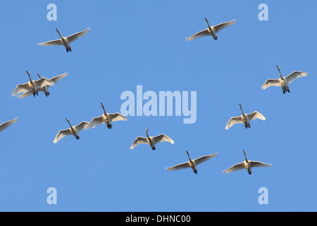 Singschwan des (Cygnus Cygnus) im Flug. Europa Stockfoto