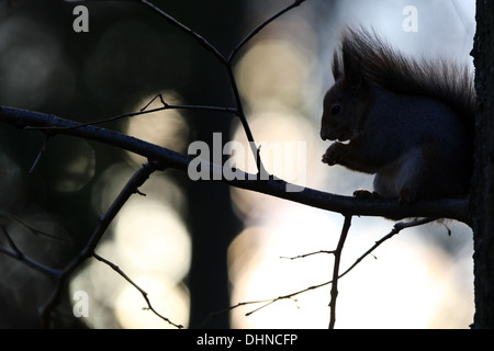 Eichhörnchen (Sciurus Vulgaris) im Herbst. Europa Stockfoto