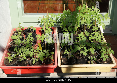 Tomaten-Setzlinge Stockfoto