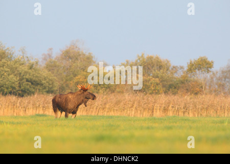 Leistungsstarke eurasischen Elch Bulle (Alces Alces) stehen in Aue. Europa, Estland Stockfoto