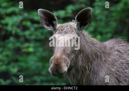 Porträt einer jungen europäischen Elch (Alces Alces), Estland Stockfoto