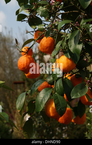 Orangenbaum Stockfoto