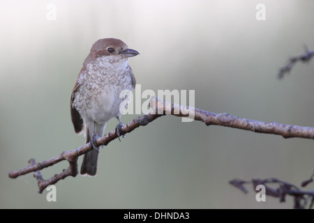 Weibliche Neuntöter (Lanius Collurio) auf der Suche nach Beute. Europa, Estland Stockfoto