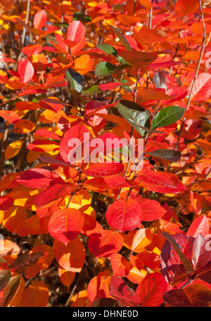 Rote Blätter im Herbst Stockfoto