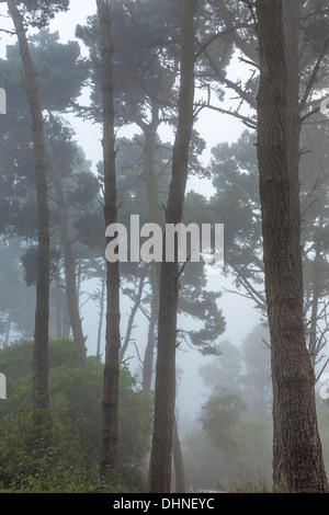 Gemischte Nadelwald im Nebel rollt Pazifischen Ozean, in Surfwood Campingplatz, MacKerricher State Park, Fort Bragg, Kalifornien Stockfoto