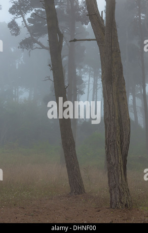 Gemischte Nadelwald im Nebel rollt Pazifischen Ozean, in Surfwood Campingplatz, MacKerricher State Park, Fort Bragg, Kalifornien Stockfoto