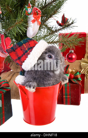 Süße Weihnachten grauen Mini lop Baby Hase Hut unter Weihnachtsbaum mit Geschenken isoliert auf weißem Hintergrund Stockfoto