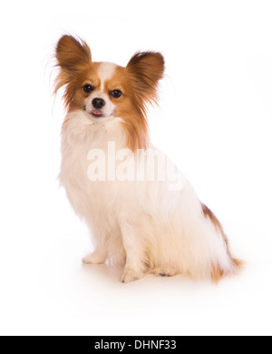 Papillon Hund sitzen isoliert auf weißem Hintergrund Stockfoto